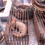 Cerrarían mercados de animales en Asia oriental luego del Covid-19