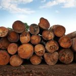 Capacitan empresas forestales para prevenir y controlar el Covid-19