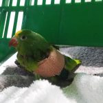 Centros de rescate siguen recibiendo financiamiento a favor de animales silvestres