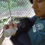 Gobierno financia centros de cría que alberga animales silvestres