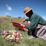 Se necesitaría S/ 5 mil millones para salvaguardar la agricultura en el Perú