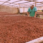 Huánuco: Devida promueve reactivación económica de familias cacaoteras