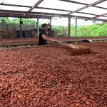 Huánuco: Dan S/ 500 mil para mejorar producción cacaotera en Codo del Pozuzo