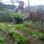 Huancavelica: 400 familias cultivan hortalizas orgánicas en Pomacocha