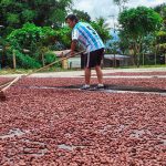 Facilitan comercialización de cinco toneladas de cacao del Monzón