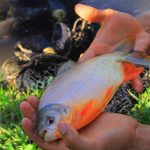 Huánuco: Invierten S/ 1.3 millones para impulsar producción de peces y café en Hermilio Valdizán