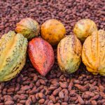 Huánuco: Impulsan producción cacaotera en la margen izquierda del río Huallaga