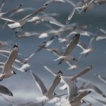Proteger aves migratorias es un ‘bioindicador’ clave de la calidad de vida planetaria