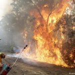 Incendios forestales en Australia se agravaron por tala de bosques nativos