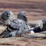 España: Estudian comportamiento de la fauna ante el COVID-19
