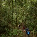 Cambio climático acelera mortalidad de los árboles