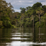 Alistan iniciativas para la reactivación del sector forestal en Ucayali