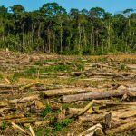 Se ha perdido 175 millones de hectáreas de bosque desde 1990
