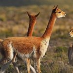 RN Pampa Galeras cumple 53 años preservando a la vicuña