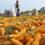 Promueven cultivo de hortalizas y maíz amarillo duro en el Bajo Huallaga