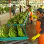 Piura: Incrementan niveles de exportación de banano orgánico a Europa