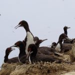 Huarmey: Hallan 452 aves marinas muertas presuntamente para consumo humano