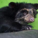 Ocho centros de rescate beneficiados con campaña a favor de la fauna silvestre