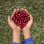 Confirman producción de más de 1500 toneladas de semillas certificadas