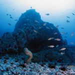 Advierten que animales de fondos marinos están afectados por el cambio climático