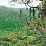 Analizan capacidad de almacenaje de carbono de bosques tropicales