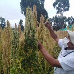 Desarrollan nueva variedad de quinua con alto valor nutricional y calidad genética