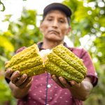 Invierten S/ 3 millones para impulsar producción de café y cacao en Satipo