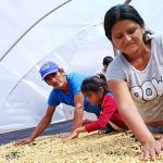 Destinan S/ 1.7 millones para mejorar la producción de cafés en Satipo