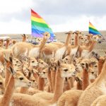 Piden investigar cacería furtiva de vicuñas en Ayacucho