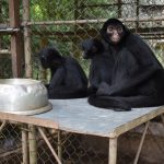 Divulgan procedimiento para que centros de cría de animales silvestres accedan a subsidio