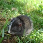 Identifican especie de rata chinchilla única del Santuario Histórico de Machupicchu