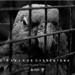 Lanzan campaña contra el tráfico ilegal de fauna silvestre