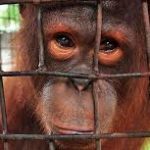 Plantean prohibición total del comercio de animales silvestres para evitar pandemias