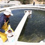 Aprueban norma sanitaria para prevenir enfermedades en peces