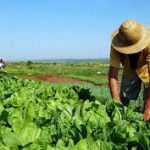 Impulsan generación de 150 mil empleos en el agro nacional