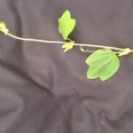 Peruano es becado por proyecto de estudio sobre las «flores de la pasión»