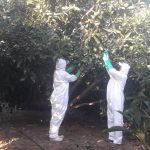 Impulsan actividad agrícola en Ancash