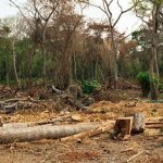 ¿Qué supone la pérdida de bosques?