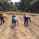 Cooperativa Agraria Valle Huarmey – Culebras inició cosecha de espárragos con protocolos de bioseguridad