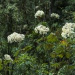 Día Mundial del Ambiente: Alarma la disminución de la biodiversidad