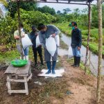 San Martín: Inician la primera siembra de 12 mil peces amazónicos