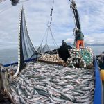 Exigen acciones contra la pesca excesiva