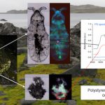 Antartida: Identifican insecto capaz de ingerir plástico
