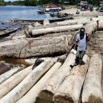 Loreto: Intervienen madera sin procedencia legal en las orillas del río Itaya