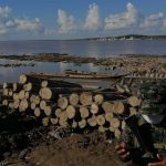 Inmovilizan producto forestal maderable en el río Ucayali
