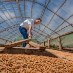 Huánuco: Agricultores venden más de 55 toneladas de café a los EE.UU.