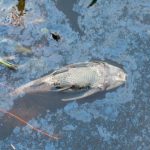 Loreto: Investigan contaminación en el río Itaya