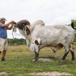 Lanzarán proyecto regional ganadero en San Martín