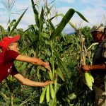 Impulsan desarrollo agrícola en San Martín