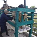 Proyecto ganadero beneficiará a 2700 productores en San Martín